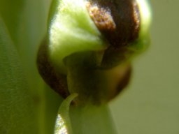 Pterygodium dracomontanum flower parts